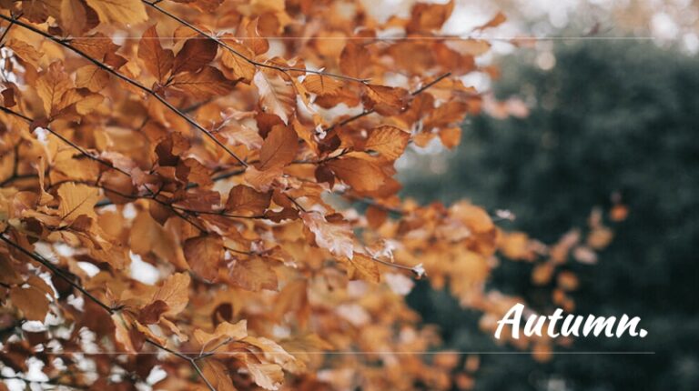 autumn-leaves-powerpoint-templates-4-presentation