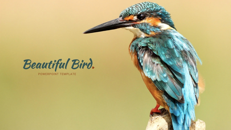 Bird Powerpoint Template