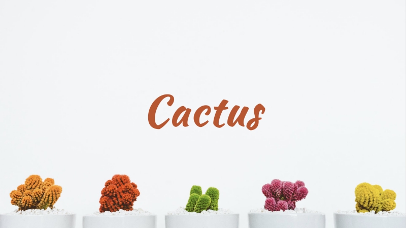 Cactus Powerpoint Template