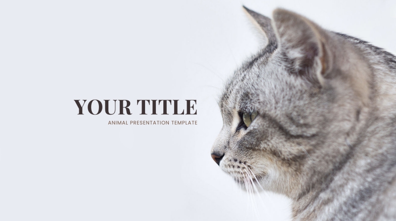 Cat Powerpoint Template