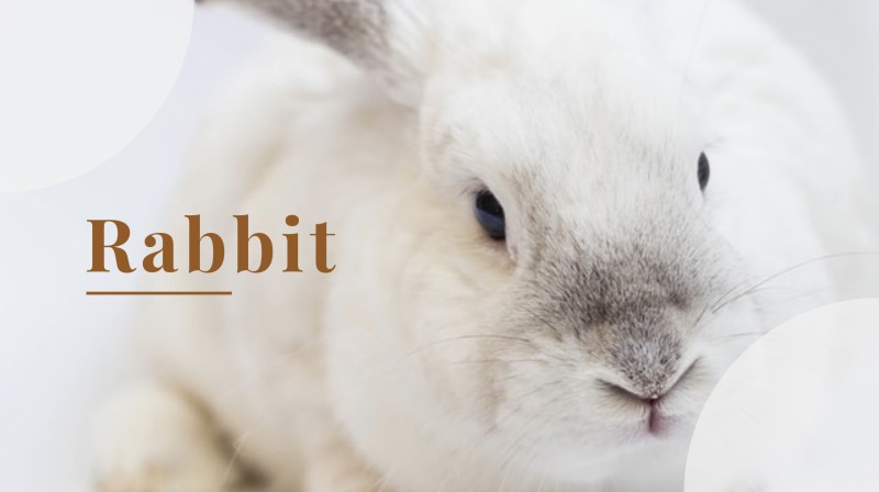 Cute Rabbit Google Slides Themes